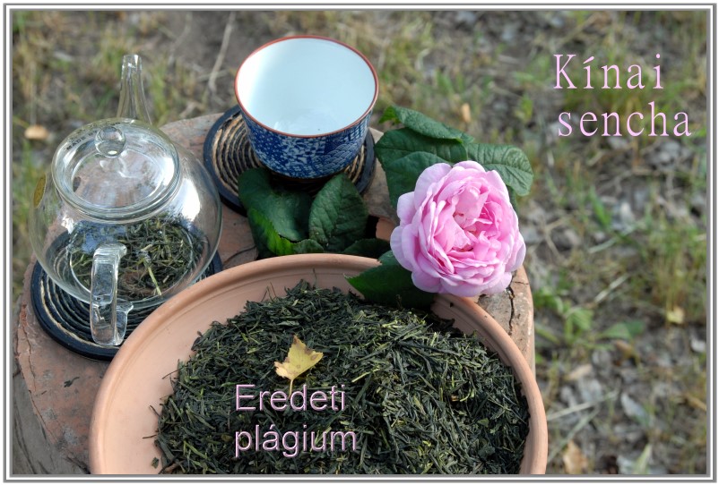 kínai sencha